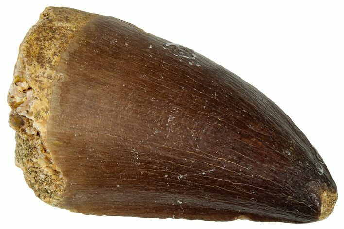 Fossil Mosasaur (Prognathodon) Tooth - Morocco #322662